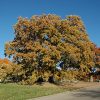 Bur Oak #10 - Image 2